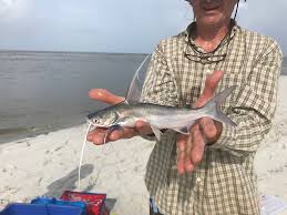 Image result for Bagre marinus