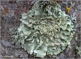 Attēlu rezultāti vaicājumam “Flavoparmelia caperata”