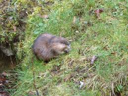 Attēlu rezultāti vaicājumam “Ondatra zibethicus”