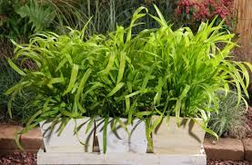 Attēlu rezultāti vaicājumam “Milium effusum flower”