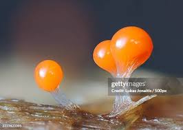 Attēlu rezultāti vaicājumam “Trichia sp.”