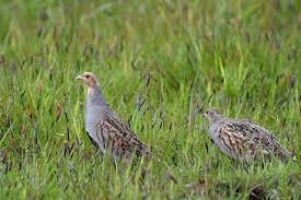 Attēlu rezultāti vaicājumam “Perdix perdix”