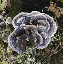 Attēlu rezultāti vaicājumam “Trametes versicolor”