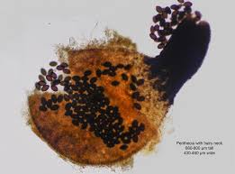 Attēlu rezultāti vaicājumam “Sordaria fimicola”