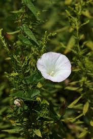 Attēlu rezultāti vaicājumam “Calystegia sepium flower”