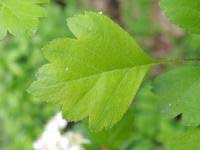 Attēlu rezultāti vaicājumam “Crataegus x macrocarpa”