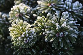 Attēlu rezultāti vaicājumam “Abies veitchii”