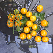 Afbeeldingsresultaat voor broad ripple yellow currant tomato