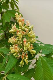 Attēlu rezultāti vaicājumam “Aesculus flava”