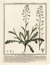 Attēlu rezultāti vaicājumam “Capsella bursa-pastoris”