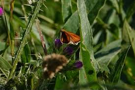 Attēlu rezultāti vaicājumam “Thymelicus lineola male”