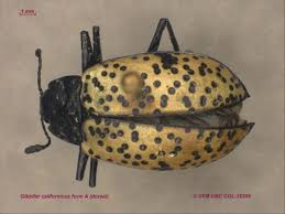 Attēlu rezultāti vaicājumam “Erotylidae”