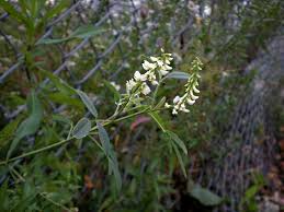 Attēlu rezultāti vaicājumam “Melilotus albus”