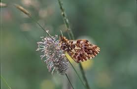 Attēlu rezultāti vaicājumam “Boloria titania”