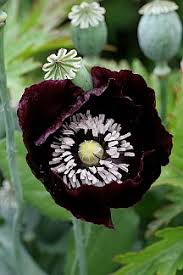 Image result for Papaver somniferum