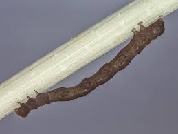 Attēlu rezultāti vaicājumam “Hypenodes humidalis”