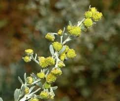 Attēlu rezultāti vaicājumam “Artemisia absinthium flower”