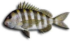 Image result for Archosargus probatocephalus