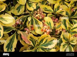 Attēlu rezultāti vaicājumam “Euonymus fruit”