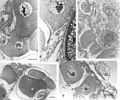 Attēlu rezultāti vaicājumam “Strongylosoma pallipes”