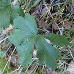 Attēlu rezultāti vaicājumam “Sanicula europaea fruit”