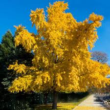 Attēlu rezultāti vaicājumam “Ginkgo biloba”