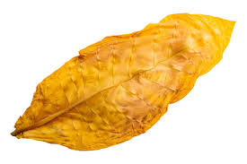 Attēlu rezultāti vaicājumam “Nicotiana tabacum leaf”