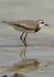 Image result for Charadrius asiaticus