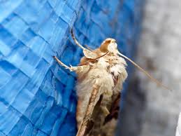 Attēlu rezultāti vaicājumam “Electrophaes corylata”