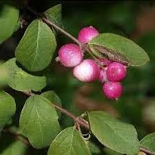 Attēlu rezultāti vaicājumam “Symphoricarpos x chenaultii”