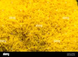 Attēlu rezultāti vaicājumam “Fuligo septica var. flava young”