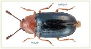 Attēlu rezultāti vaicājumam “Triplax aenea”