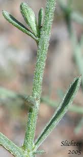 Attēlu rezultāti vaicājumam “Centaurea stoebe leaf”