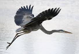 Image result for heron