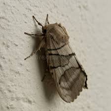 Attēlu rezultāti vaicājumam “Notodontidae”