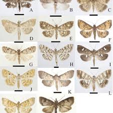 Attēlu rezultāti vaicājumam “Anania stachydalis”