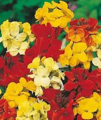 Image result for Cheiranthus cheiri