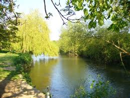 Image result for Leatherhead & Cobham Cc