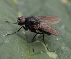 Attēlu rezultāti vaicājumam “Muscidae”