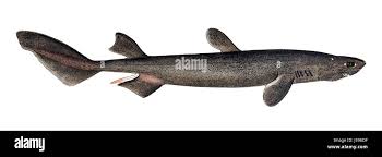 Image result for Dalatias licha