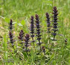 Attēlu rezultāti vaicājumam “Ajuga pyramidalis”
