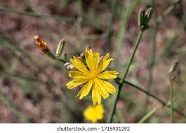 Attēlu rezultāti vaicājumam “Tragopogon heterospermus bud”