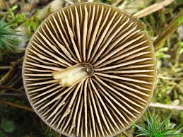 Attēlu rezultāti vaicājumam “Entoloma vernum”