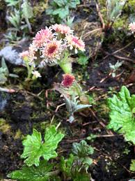Attēlu rezultāti vaicājumam “Petasites spurius flower”