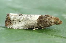 Attēlu rezultāti vaicājumam “Notocelia roborana”