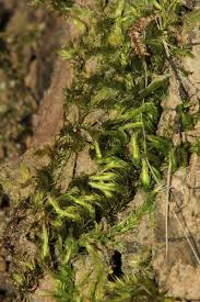 Attēlu rezultāti vaicājumam “Homalothecium sericeum”