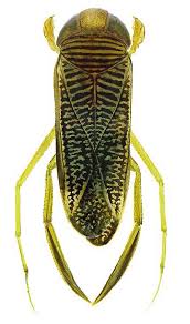 Attēlu rezultāti vaicājumam “Limnoporus rufoscutellatus”