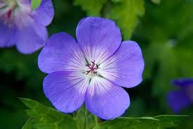 Image result for Geranium `Purple Haze`