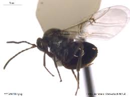 Attēlu rezultāti vaicājumam “Andricus quercuscorticis”