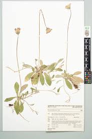 Attēlu rezultāti vaicājumam “Pilosella officinarum”